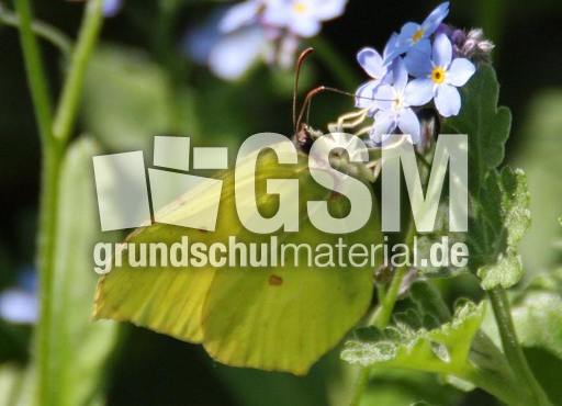 Zitronenfalter 014.jpg